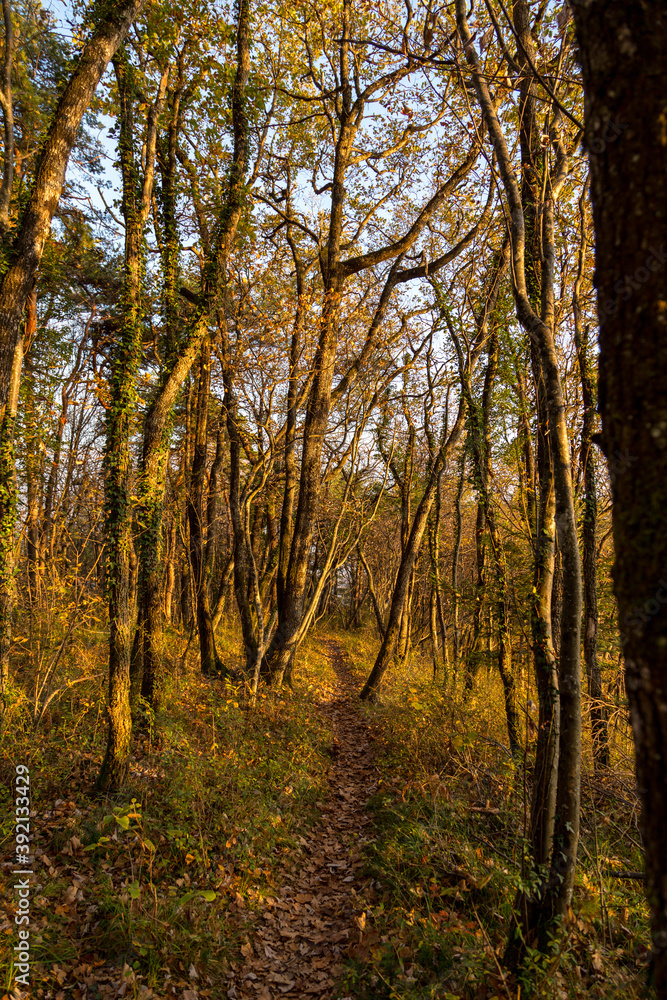 Chemin forestier de l'automne