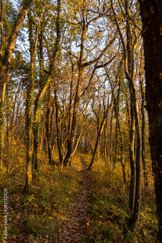 Chemin forestier de l automne
