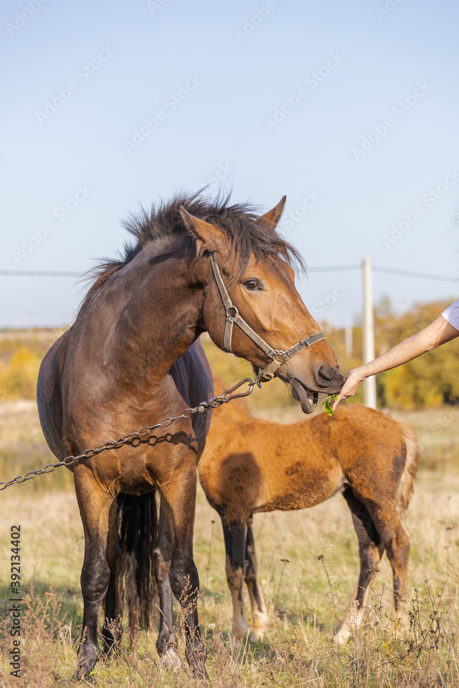 Fototapeta premium beautiful brown horse on a leash in the field eats with a human hand