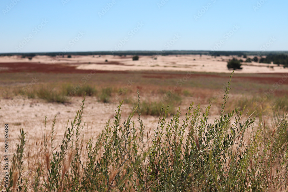 Fototapeta premium Desert landscape with dry grass and sand