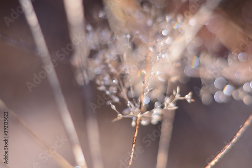 Dew drops shining in the sun in a forest glade