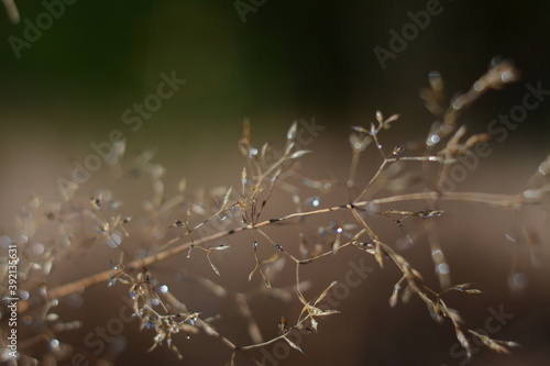 Dew drops glisten on a branch of a plant in the morning in the forest