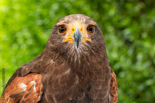 Frontview of the bay-winged hawk (Parabuteo unicinctus), looking straight to the camera on a green background