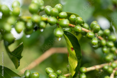 green olives on a tree