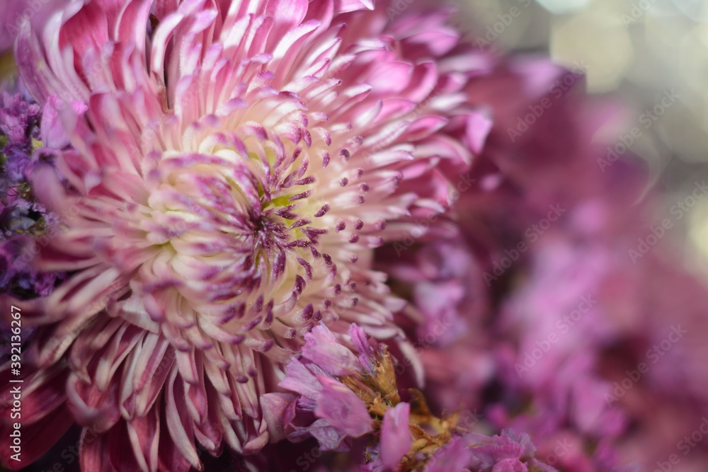 Pink and purple chrysanthemums close up Pink and purple chrysanthemums close up
