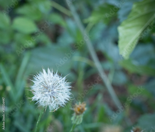 dandelion