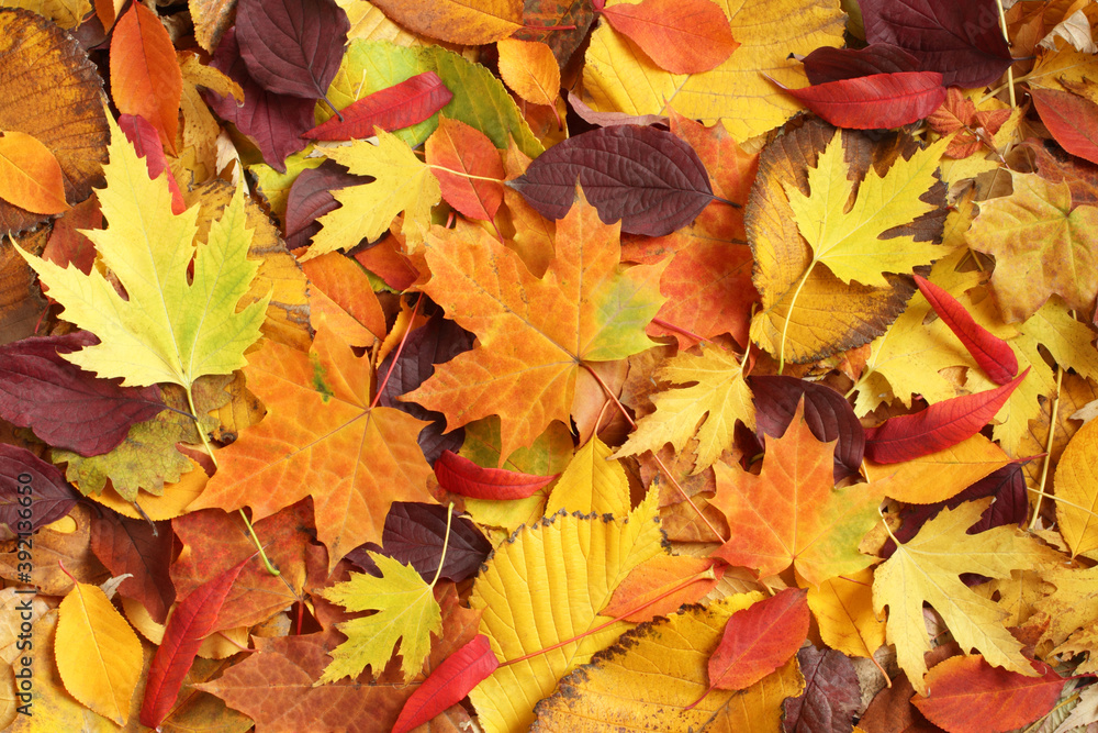 Fototapeta premium Autumn background - dried yellow, green, orange, purple and red leaves of maple, linden, sumac tree, cherry, arranged at random. Top down view. Closeup