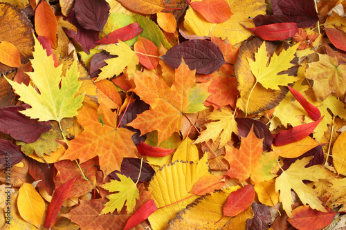 Autumn background - dried yellow  green  orange  purple and red leaves of maple  linden  sumac tree  cherry  arranged at random. Top down view. Closeup
