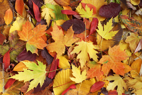 Autumn background - dried yellow, green, orange, purple and red leaves of maple, linden, sumac tree, cherry, arranged at random. Top down view. Closeup