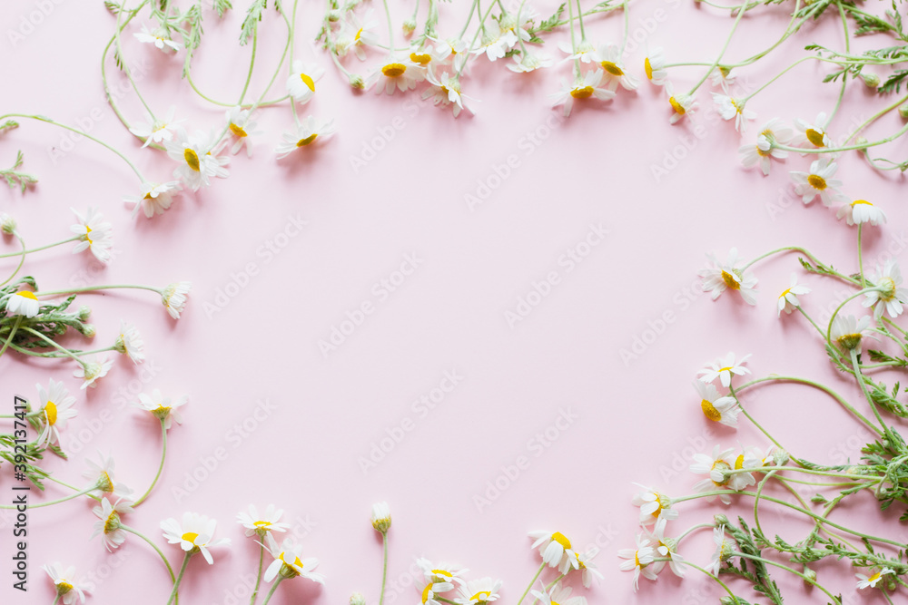 small white daisies with yellow stamens and green leaves lie on a pastel pink background with an empty spot in the center. Wild wildflowers as a template. Top view, flat flay