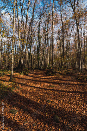 Arboles de otoño en la Fageda d'en Jordà.