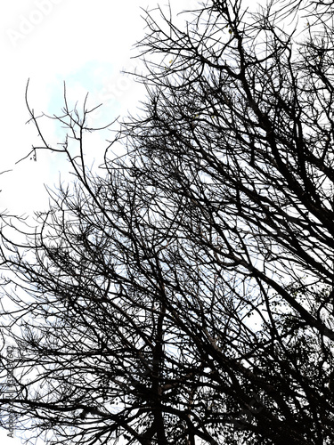 silhouette of a tree