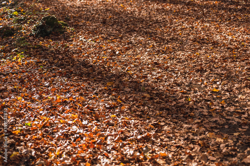 Hojas caídas en el bosque de otoño. Hojas caídas en el bosque de otoño.