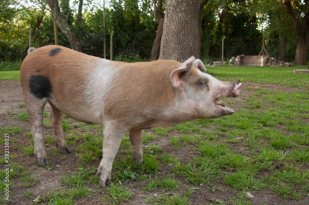 pig on the grass pig on the grass