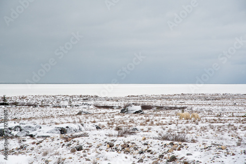 Polar bears walking across tundra landscape in Churchill, Manitoba on the edge of Hudson Bay in Canada. Horizon with blue cloudy sky on a snow day. 