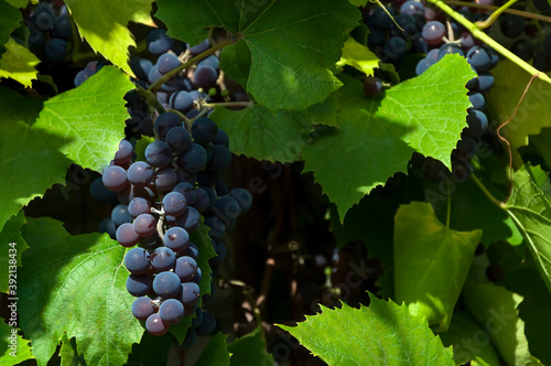 Ripe bunches of grapes hang in the shade and illuminated by the sun on branches among green leaves. Natural background from blue grapes.