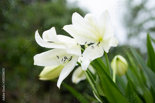Fototapeta Naklejka Na Ścianę i Meble -  white spring flowers
