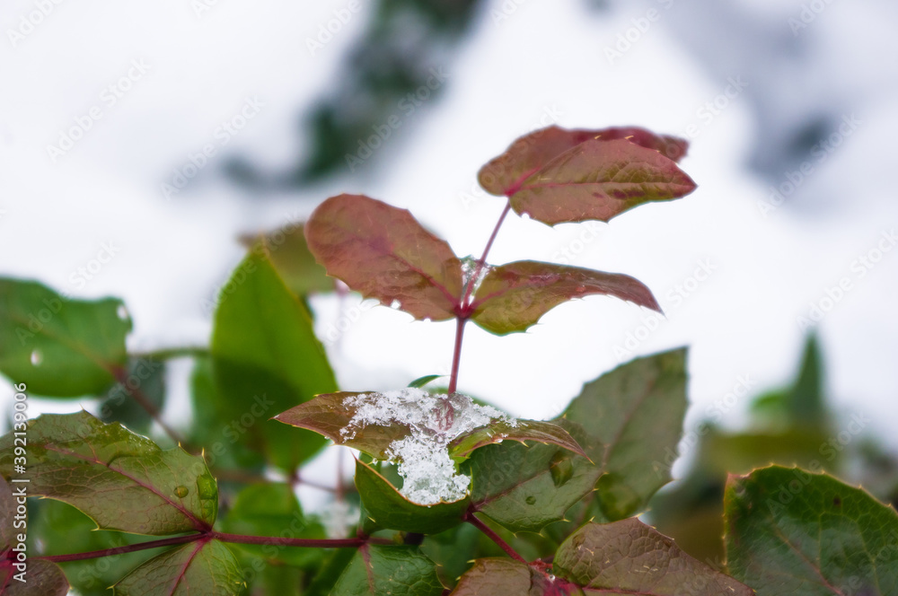 Covered with snow, green and red leaves and blue fruits Mahonia aquifolium, Oregon grape, in winter, selected focus Covered with snow, green and red leaves and blue fruits Mahonia aquifolium, Oregon grape, in winter, selected focus