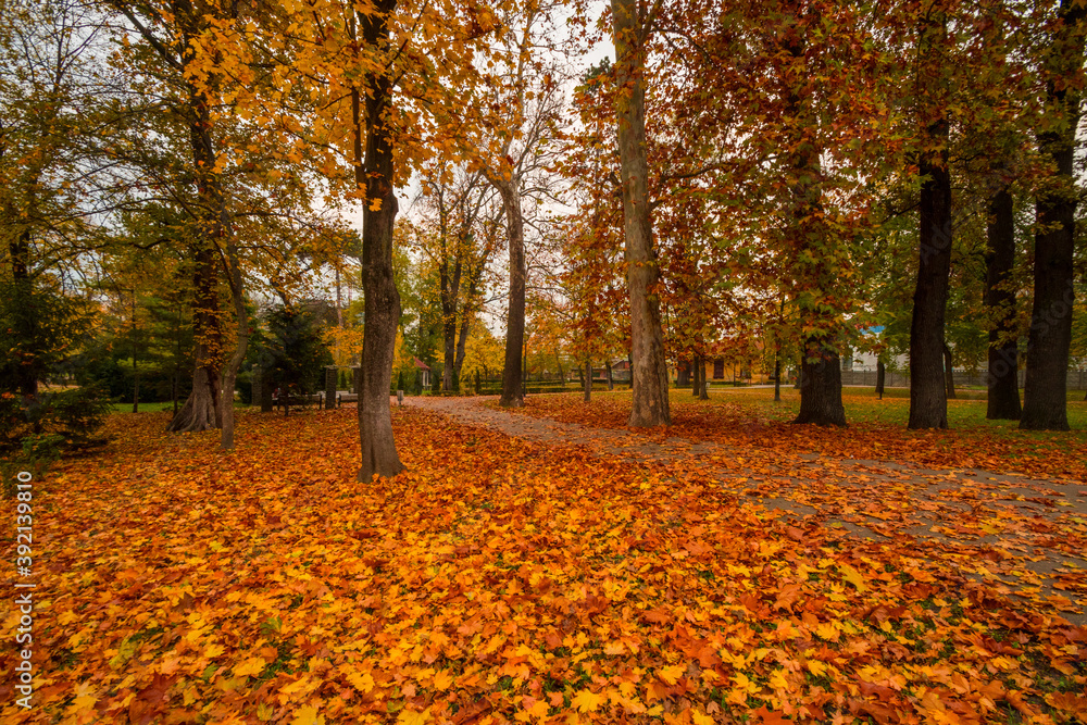 Beautiful autumn landscape . Colorful foliage in the park. Falling leaves natural background
Beautiful autumn landscape . Colorful foliage in the park. Falling leaves natural background