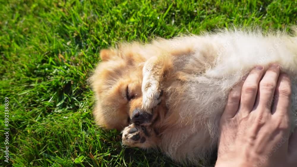 Pomeranian dog playing outside on green grass Pomeranian dog playing outside on green grass