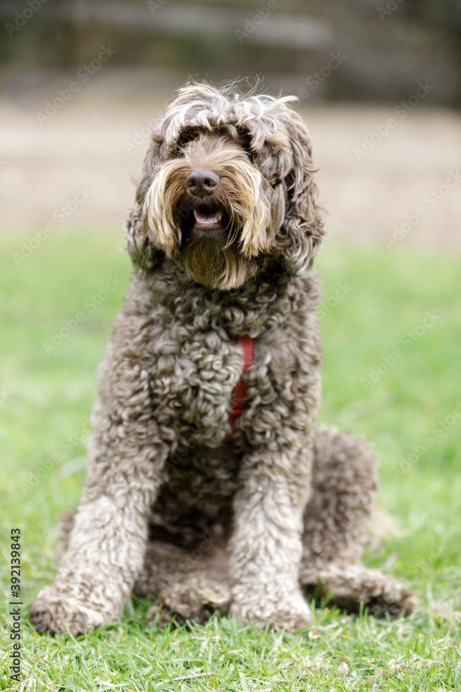 Café colored Labradoodle female puppy sitting with fur covering her eyes Café colored Labradoodle female puppy sitting with fur covering her eyes