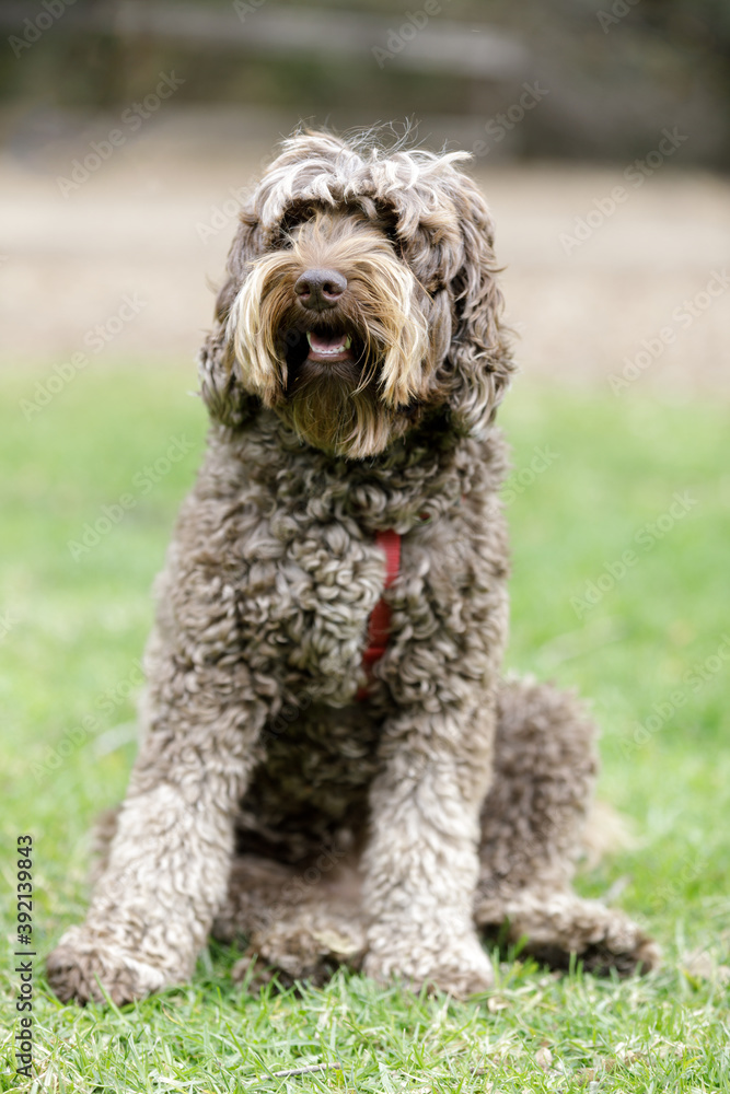 Café colored Labradoodle female puppy sitting with fur covering her eyes