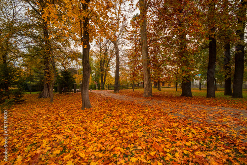 Beautiful autumn landscape . Colorful foliage in the park. Falling leaves natural background 