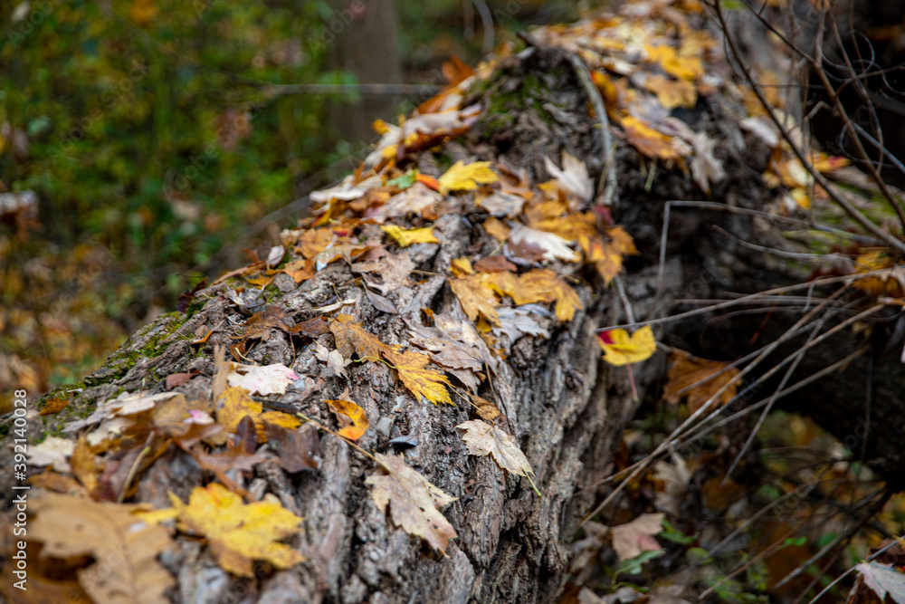 Leaves lay on a fallen tree in the Ravine of Central Park, New York City. Leaves lay on a fallen tree in the Ravine of Central Park, New York City.