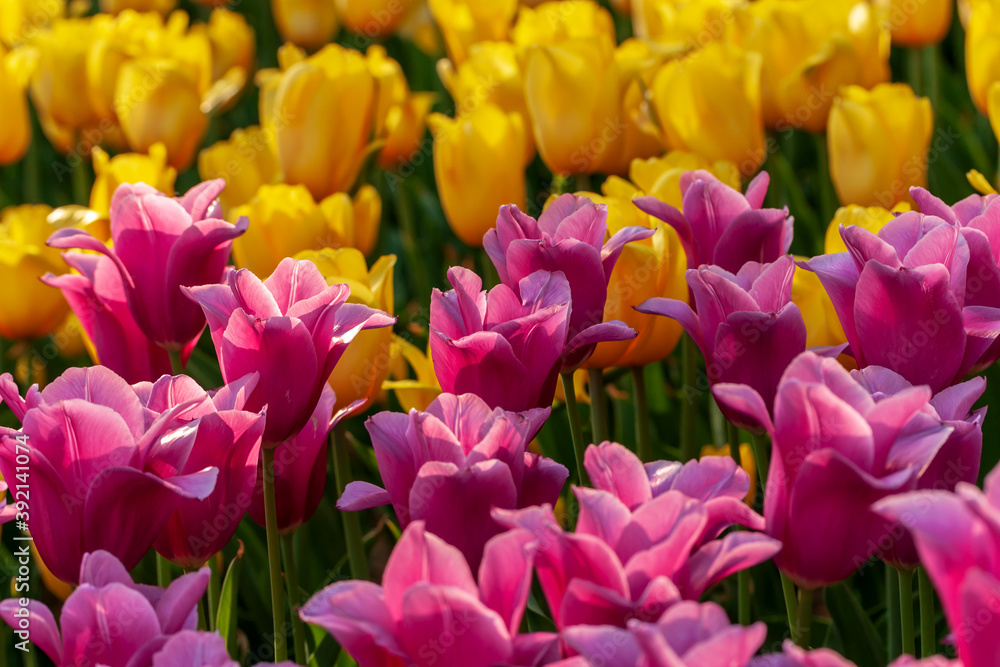 Obraz premium Dutch flowers Tulips Mixed Colors