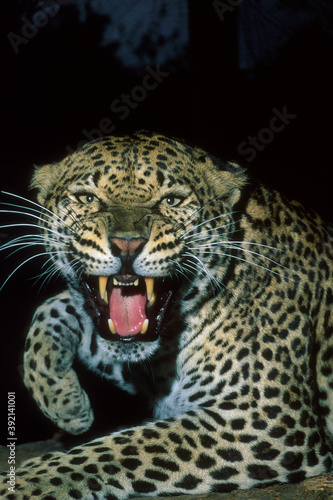 Angry Leopard © Mark Kostich