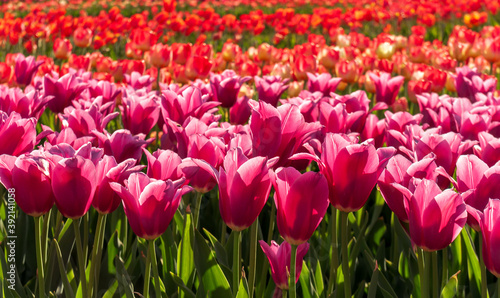 Tulip field close up view mix purple red tulips