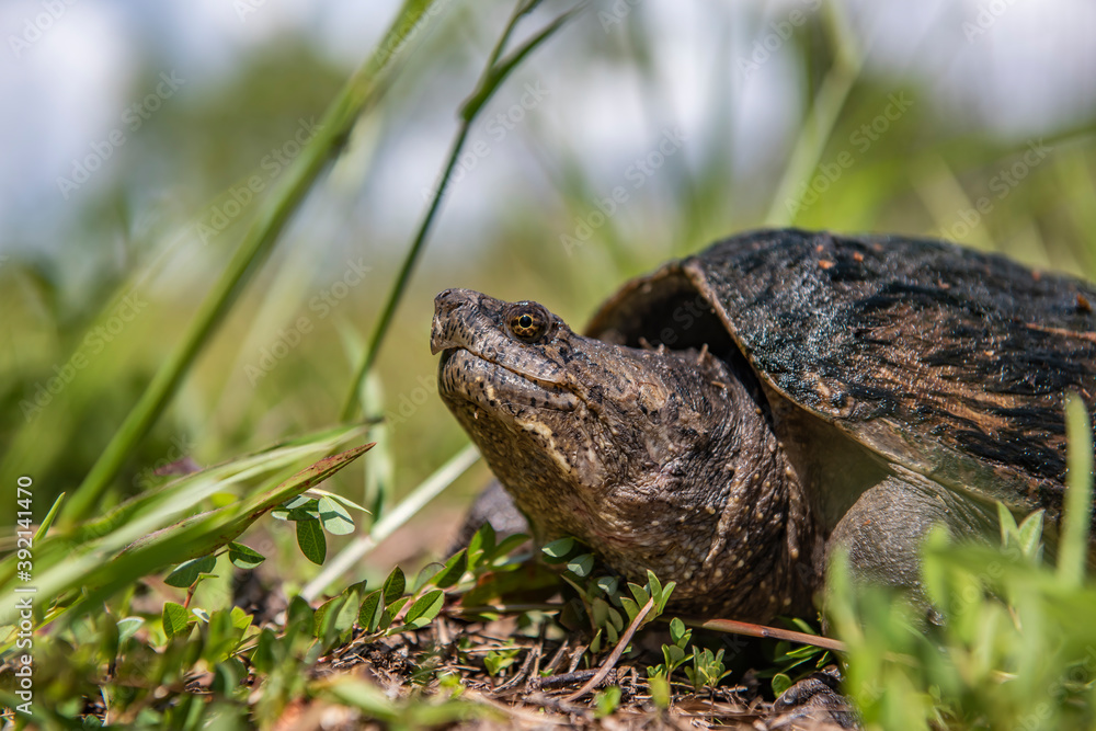 Common snapping turtle Common snapping turtle