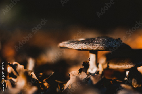 Fungus and leaves in autumn