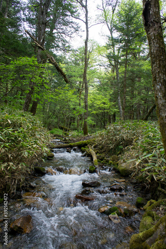 SONY DSC the river in the forest