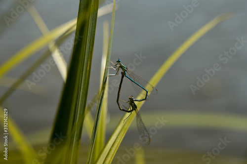 Macro shot of dragonflies mating on a green leaf, outdoors