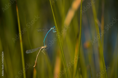 Macro shot of dragonflies mating on a green leaf, outdoors