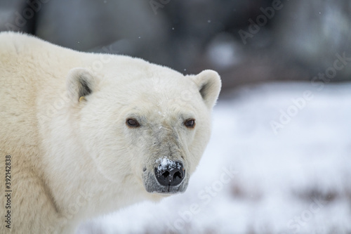 One polar bear looking directly into the camera with snowy landscape and a snow covered nose. Whole head in frame with eyes, ears and partial body shot. 
