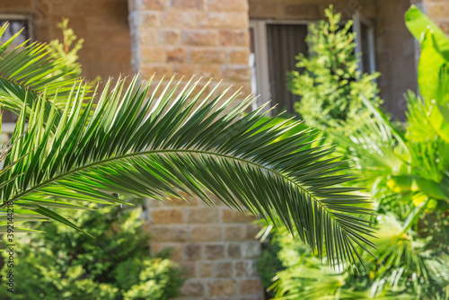 Palm tree branch in the hotel garden.