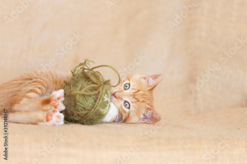 6 week old tabby kitten playing with green ball of yarn, laying on a brown burlap background fiber material.
