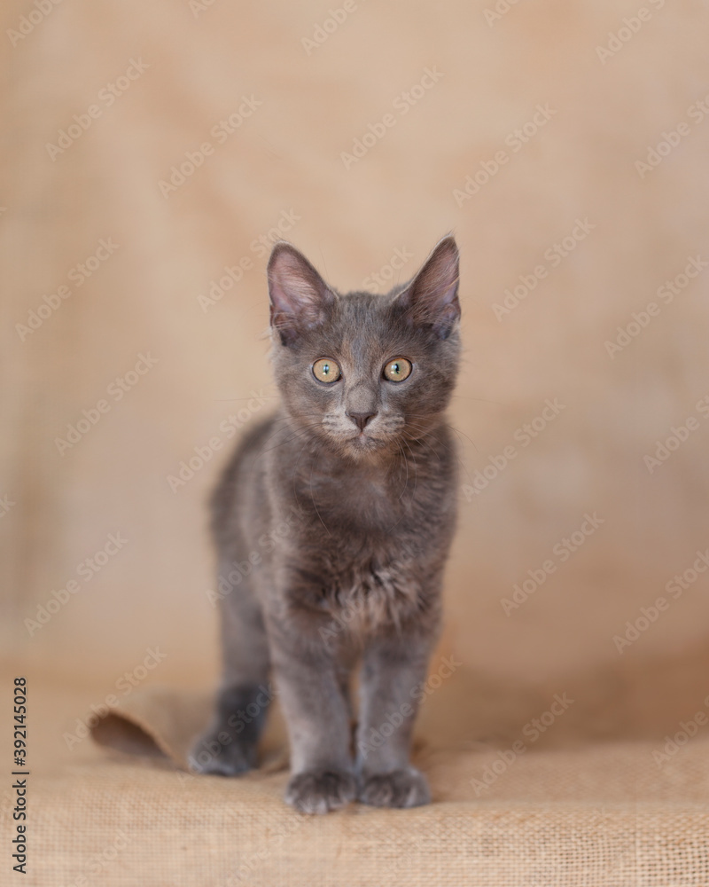 Beautiful Dark Gray Manx mix Maine Coon Kitten on Burlap natural background. Beautiful Dark Gray Manx mix Maine Coon Kitten on Burlap natural background.