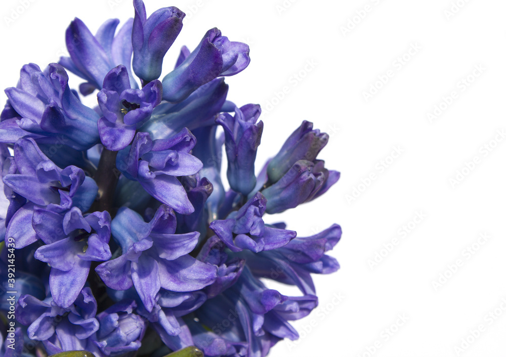 Blue hyacinth flower isolated white background. The first spring flower is blue hyacinth. Blue hyacinth flower isolated white background. The first spring flower is blue hyacinth.