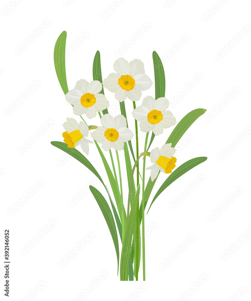 水仙 冬の花 水仙 冬の花