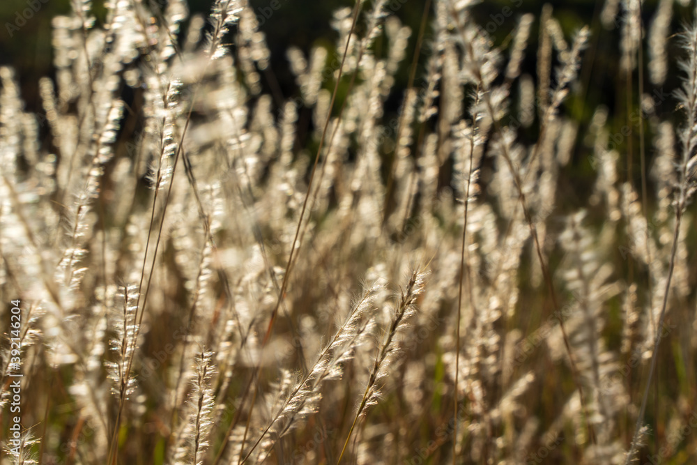 grass in the wind grass in the wind