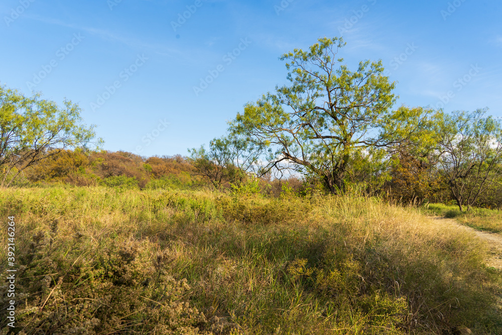 tree in the meadow