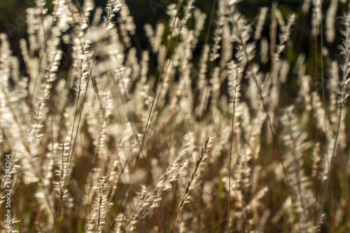 grass in the wind