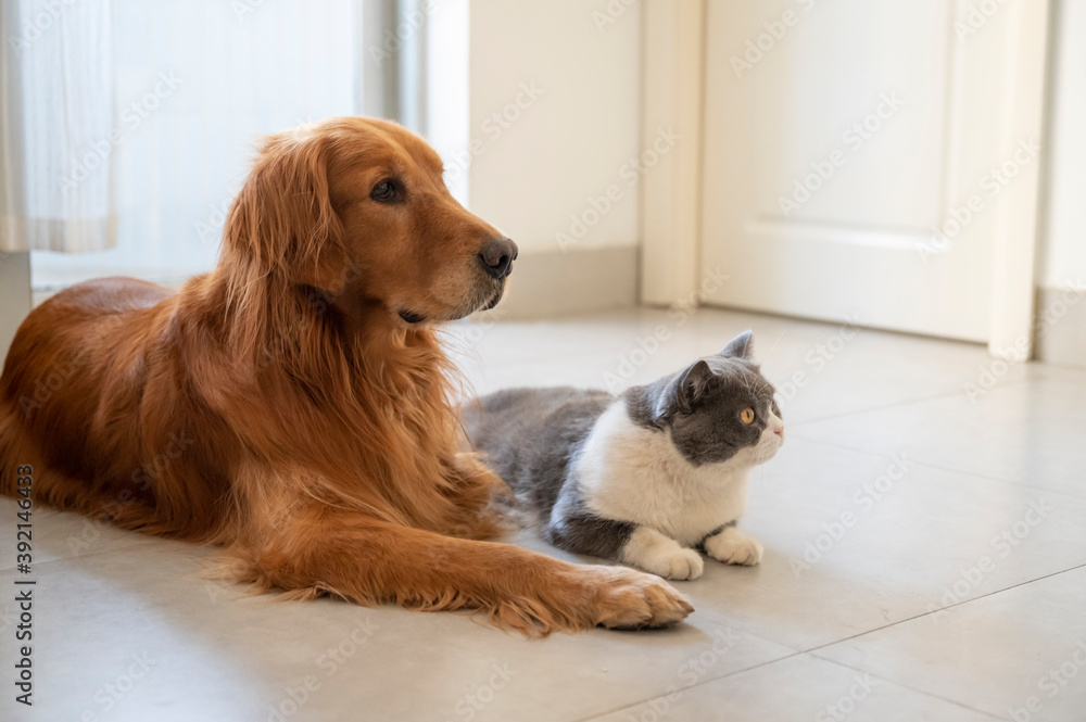 British Shorthair and Golden Retriever