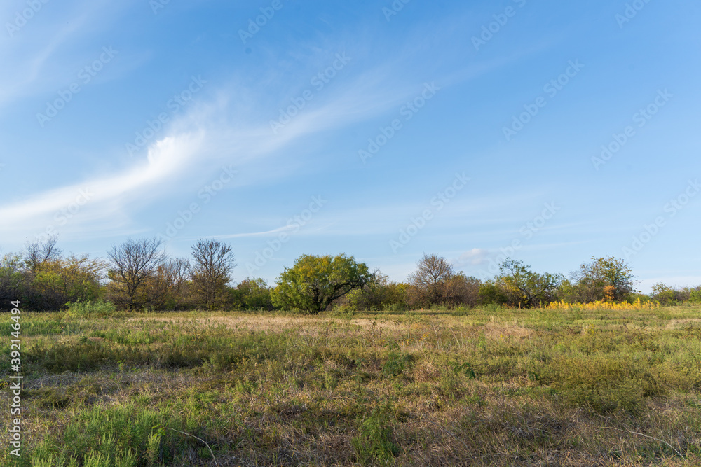 landscape with trees and sky