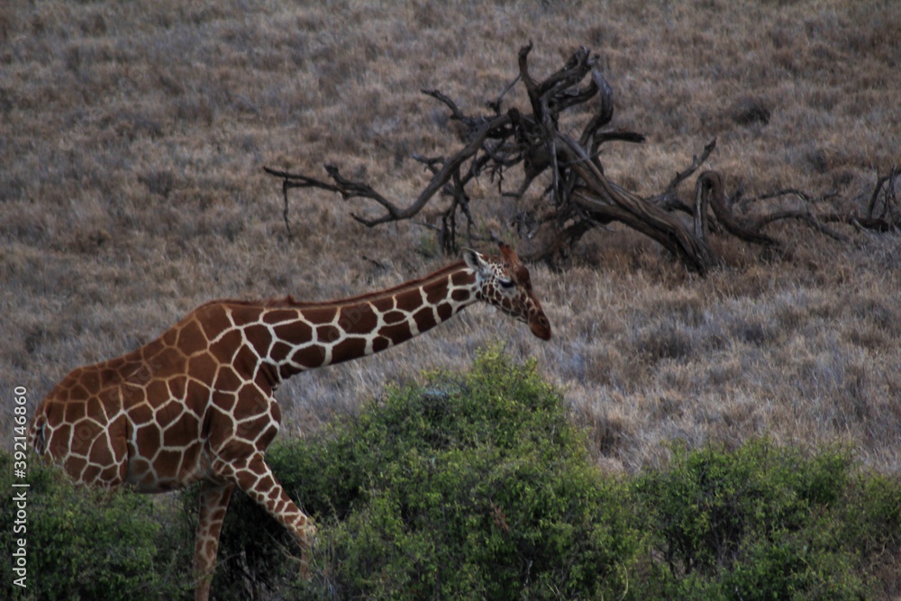 Obraz premium giraffe in the savannah