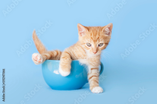 Orange tabby kitten playing inside a blue coffee mug