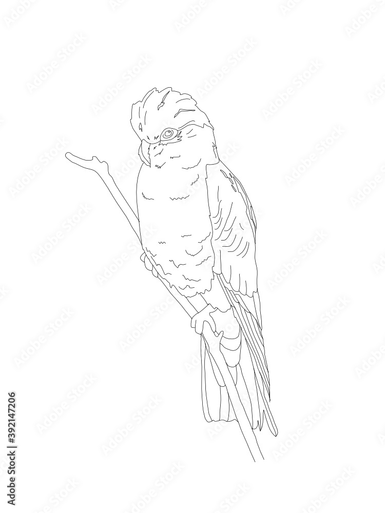 Bird Detailed Vector Drawing Bird Detailed Vector Drawing